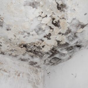 Why Does Basement Humidity Keep Creeping Up, Even After Buying a Dehumidifier